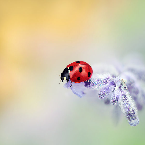 coccinelles