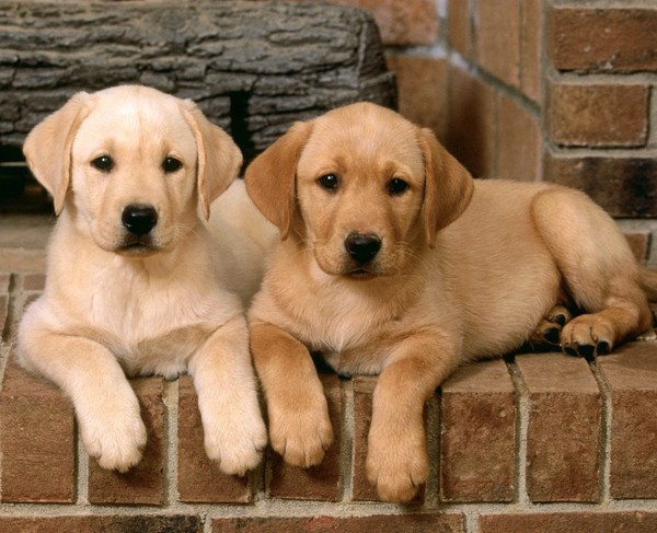 chiens